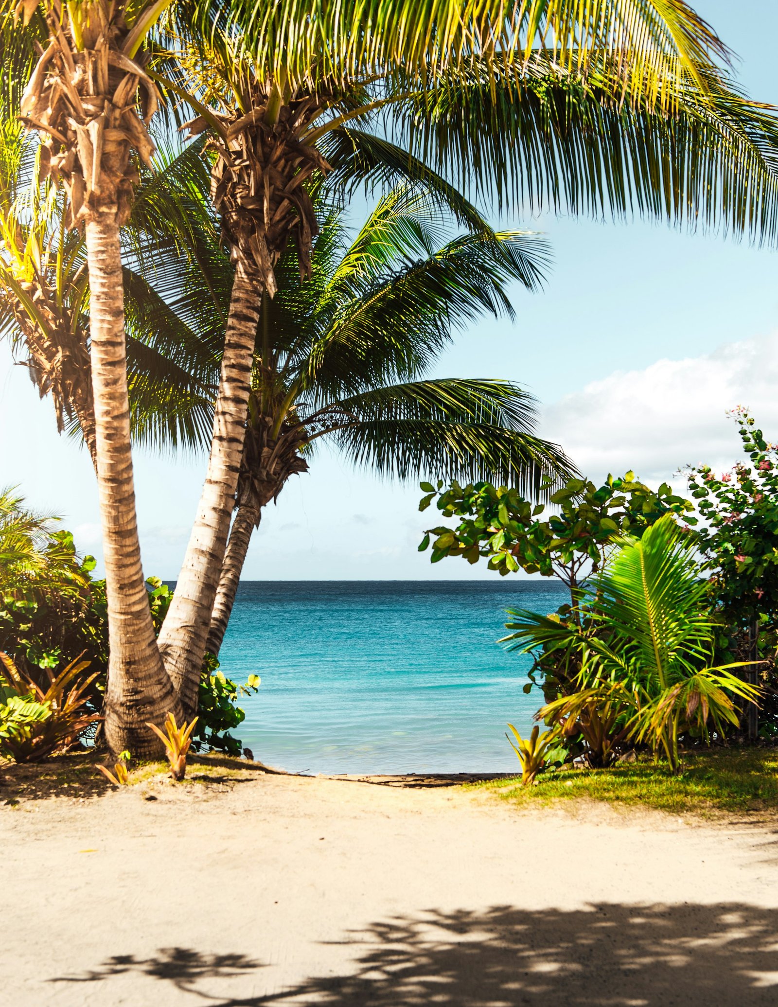 Palm-lined path leading to bright blue water.
